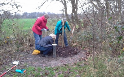 Bollen voor de Vlinder- en Bijentuin