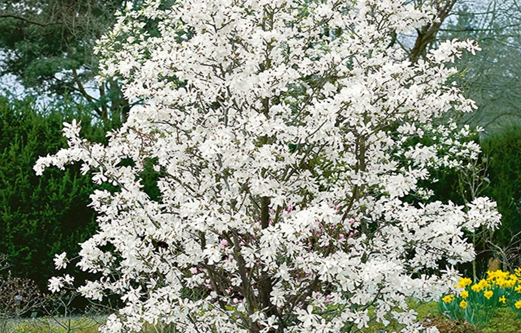 16 maart a.s. is het zover, Nationale Boomplantdag.