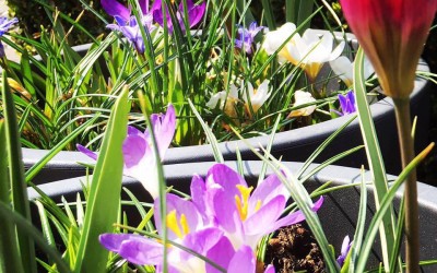 Zomerplanten voor het leukste initiatief