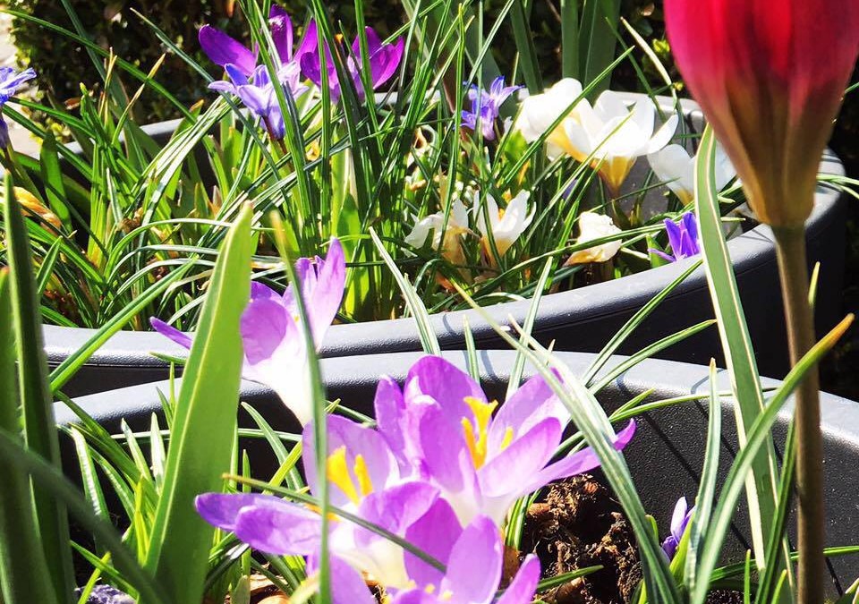 Zomerplanten voor het leukste initiatief