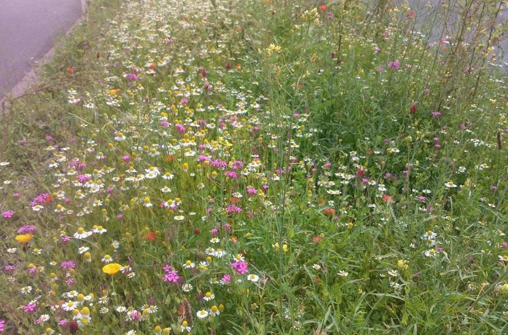 Maaien ruw gras